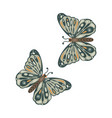 set beautiful green butterflies isolated vector image