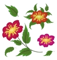 flowers and green leaves dahlia vector image
