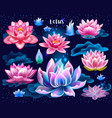 set isolated lotuses flowers vector image