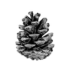 hand drawn sketch of pinecone in black isolated on vector image