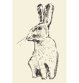 rabbit engraving style vintage hand drawn sketch vector image