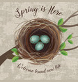 birds nest with blue speckled eggs vector image