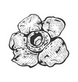 rafflesia giant flower sketch engraving vector image vector image