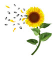 sunflower with green leaves and seeds illu vector image vector image