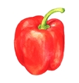 watercolor sweet pepper vector image