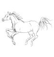 horse arab vector image