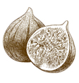 engraving fig vector image vector image