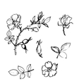 wild rose tree branch with leaves vector image