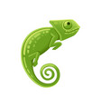 cute small green chameleon lizard cartoon animal vector image