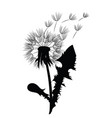 silhouette a dandelion with flying seeds black vector image vector image