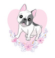 closeup portrait domestic dog french vector image