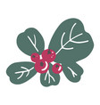 mistletoe plant with evergreen leaves and berries vector image vector image
