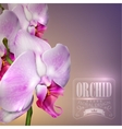 flower background with blossom orchid vector image