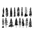 silhouettes of cypress trees and pine vector image