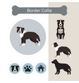 border collie dog breed infographic vector image vector image