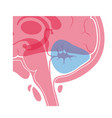 cerebellum vector image
