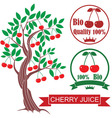 cherry vector image vector image