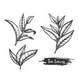 tea leaves sketch twig or stem ceylon herb vector image