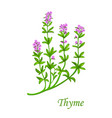 thyme herb spice seasoning and herbal flavoring vector image