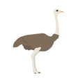 s camelus australis - south african ostrich female vector image vector image