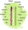 organic asparagus with micronutrient hand drawn vector image