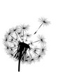 silhouette of a dandelion vector image vector image