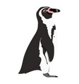 spheniscus humboldti - humboldt penguin vector image