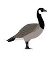 branta canadensis - canada goose - side view vector image vector image