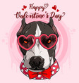 happy valentines day pit bull dog head vector image vector image