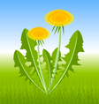 dandelion herb vector image