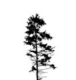 tree silhouette isolated on white background vector image vector image
