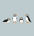 atlantic puffin vector image vector image