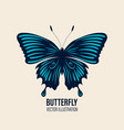 hand drawn butterfly icon closeup isolated vector image vector image