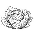 green cabbage sketch hand drawn fresh vegetable vector image