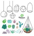 glass terrariums with beautiful succulents vector image