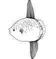 fish vector image