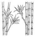 bamboo stalk and leaves hand drawn engraved vector image