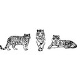 tiger on color background vector image