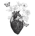 human anatomical heart whit flowers vector image vector image