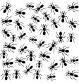 ants vector image vector image