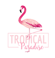tropical bird flamingo background summer design vector image vector image