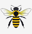 detailed honey bee vector image
