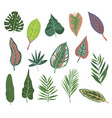 variety tropical leaves set vector image vector image