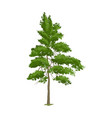 realistic pine tree vector image