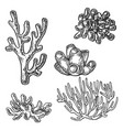 coral sea plant engraving vector image
