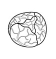 black and white cabbage isolated on white vector image