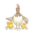 chicken-with-chickens vector image