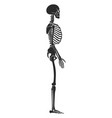 human skeleton side view anatomy bone structure vector image vector image
