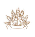 gold ripe wheat ears icon vector image
