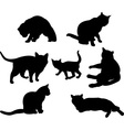 cats silhouettes vector image